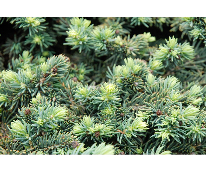 Waldbrunn Spruce